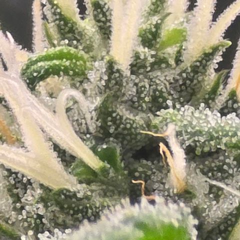Sensi Seeds Big Bud Feminisiert  growlog timeline photo