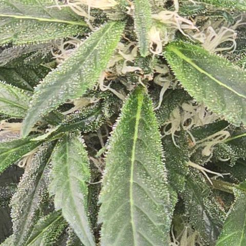 Sensi Seeds Big Bud Feminisiert  growlog timeline photo