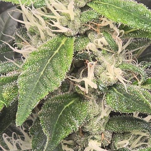 Sensi Seeds Big Bud Feminisiert  growlog timeline photo