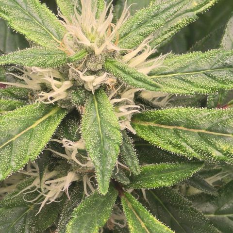 Sensi Seeds Big Bud Feminisiert  growlog timeline photo
