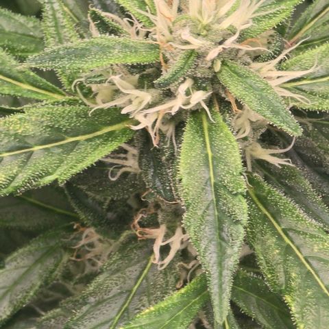 Sensi Seeds Big Bud Feminisiert  growlog timeline photo