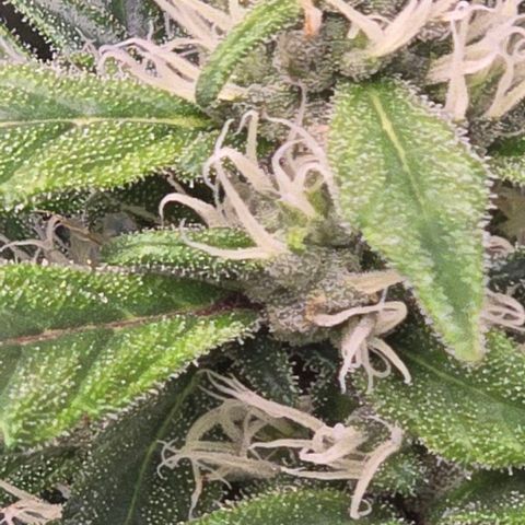 Sensi Seeds Big Bud Feminisiert  growlog timeline photo