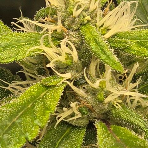 Sensi Seeds Big Bud Feminisiert  growlog timeline photo