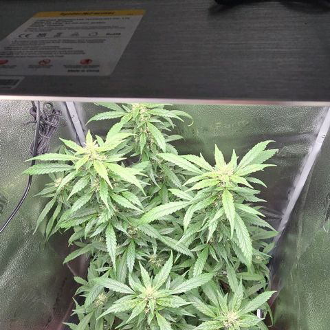 Sensi Seeds Big Bud Feminisiert  growlog timeline photo