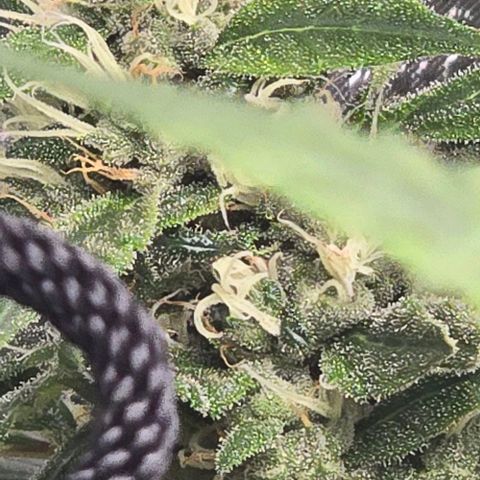 Sensi Seeds Big Bud Feminisiert  growlog timeline photo