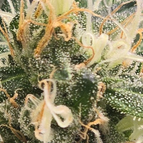 Sensi Seeds Big Bud Feminisiert  growlog timeline photo