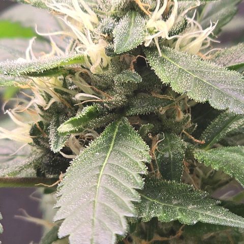 Sensi Seeds Big Bud Feminisiert  growlog timeline photo