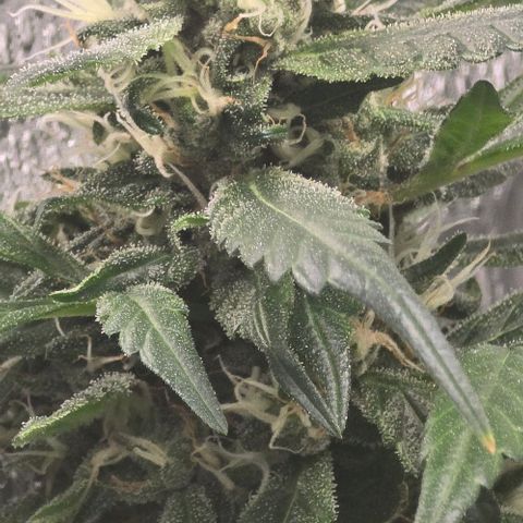 Sensi Seeds Big Bud Feminisiert  growlog timeline photo