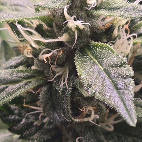 Sensi Seeds Big Bud Feminisiert  growlog timeline photo
