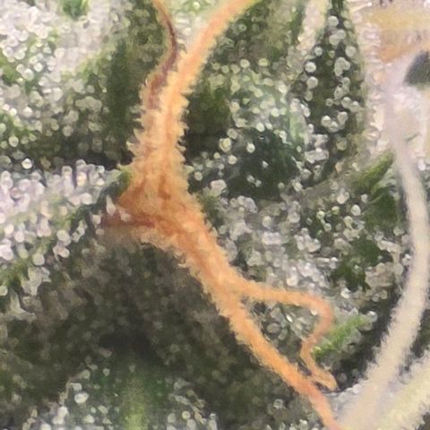 Sensi Seeds Big Bud Feminisiert  growlog timeline photo