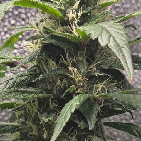 Sensi Seeds Big Bud Feminisiert  growlog timeline photo