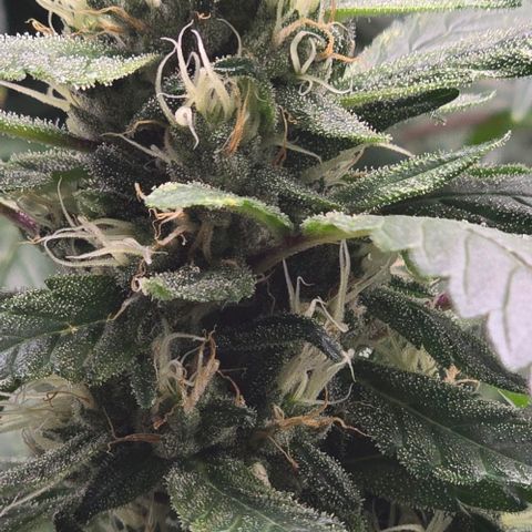 Sensi Seeds Big Bud Feminisiert  growlog timeline photo