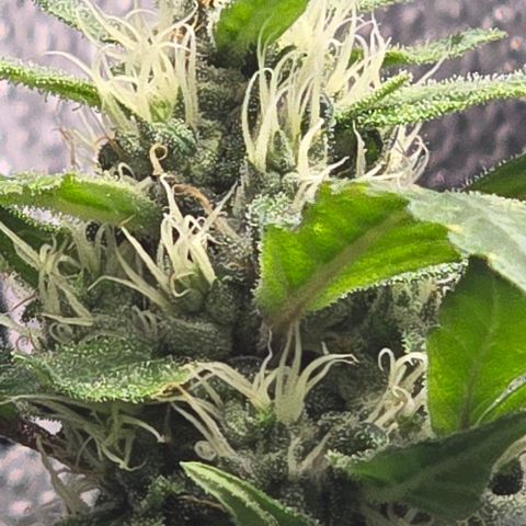 Sensi Seeds Big Bud Feminisiert  growlog timeline photo