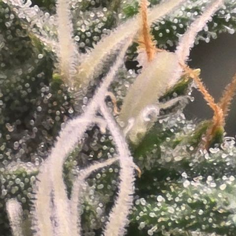 Sensi Seeds Big Bud Feminisiert  growlog timeline photo