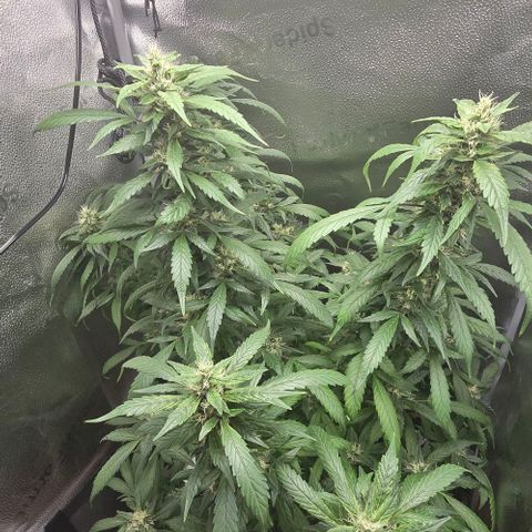 Sensi Seeds Big Bud Feminisiert  growlog timeline photo