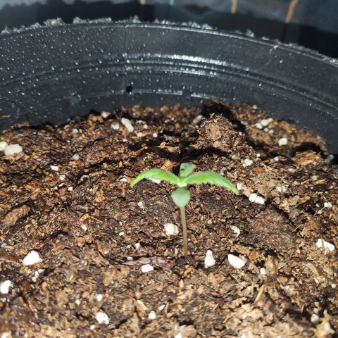 AK growlog timeline photo