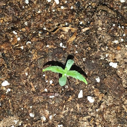 AK growlog timeline photo