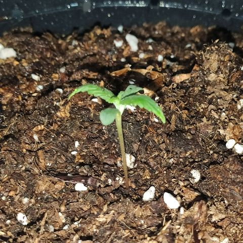 AK growlog timeline photo