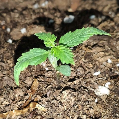AK growlog timeline photo