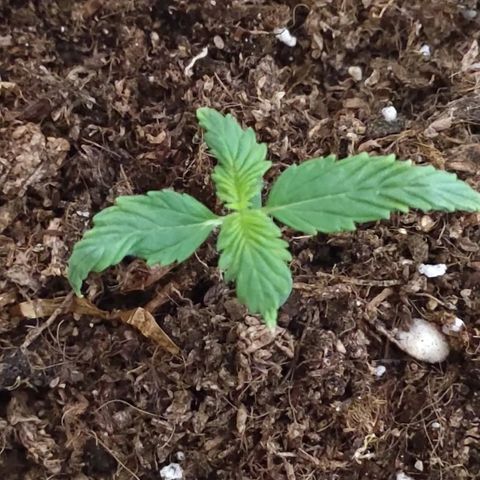 AK growlog timeline photo