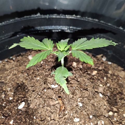 AK growlog timeline photo