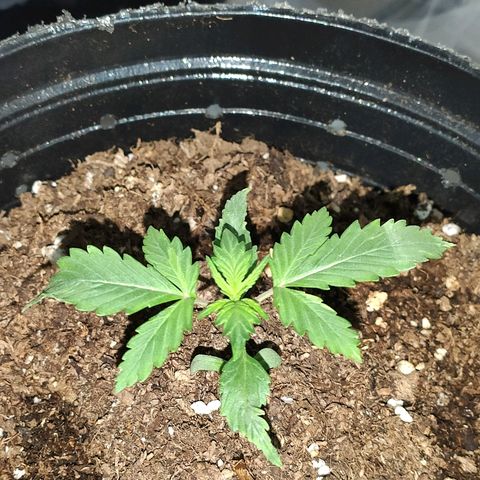 AK growlog timeline photo