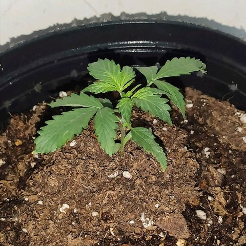 AK growlog timeline photo