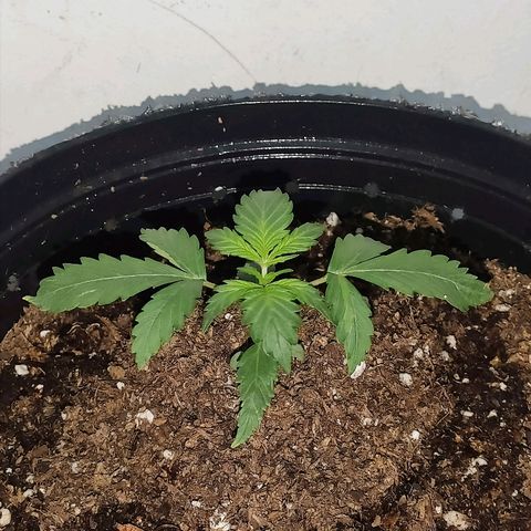 AK growlog timeline photo