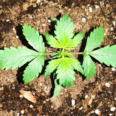 AK growlog timeline photo
