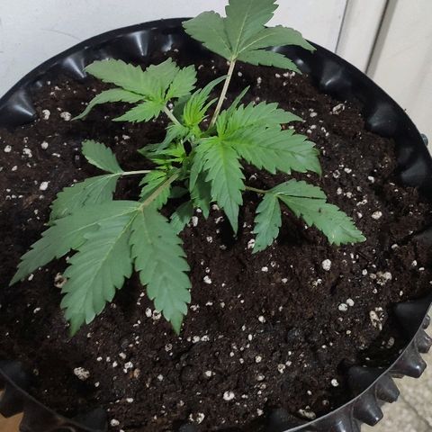AK growlog timeline photo