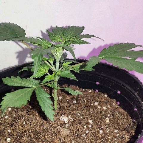 AK growlog timeline photo