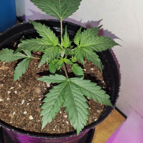 AK growlog timeline photo