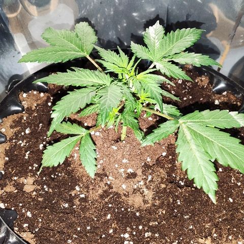 AK growlog timeline photo