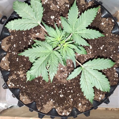 AK growlog timeline photo