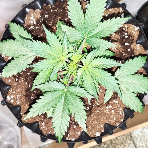 AK growlog timeline photo