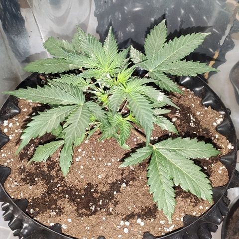 AK growlog timeline photo