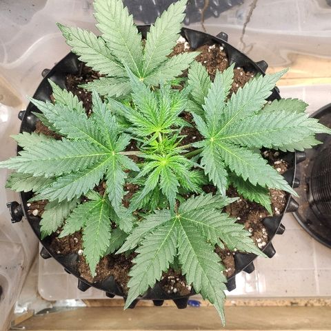 AK growlog timeline photo
