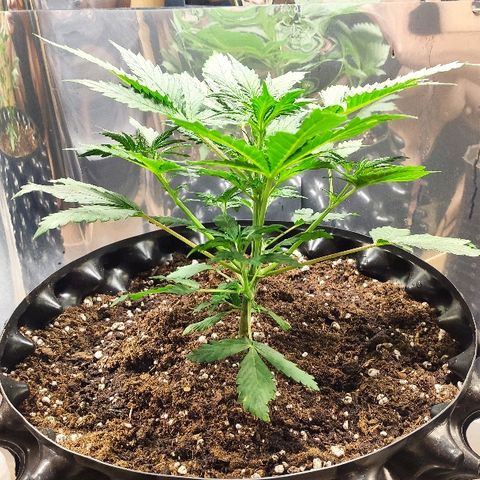 AK growlog timeline photo