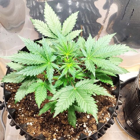 AK growlog timeline photo