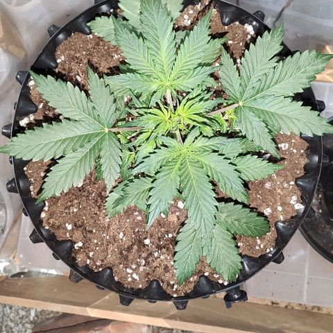 AK growlog timeline photo