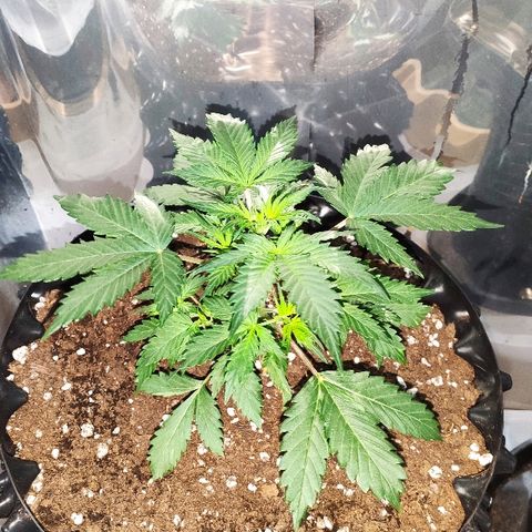 AK growlog timeline photo