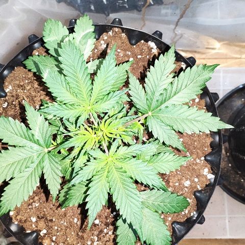 AK growlog timeline photo