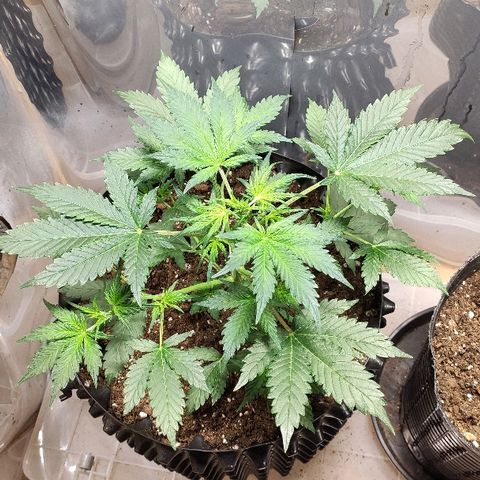 AK growlog timeline photo