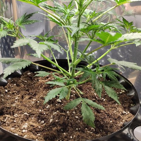 AK growlog timeline photo