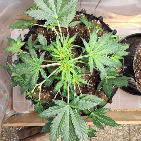 AK growlog timeline photo