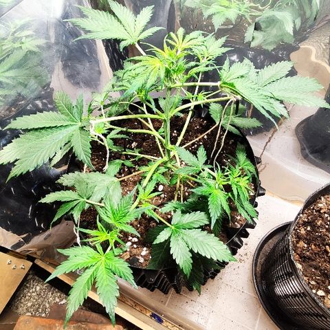 AK growlog timeline photo
