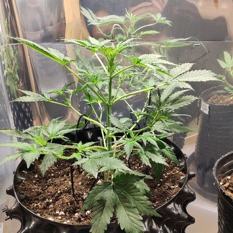 AK growlog timeline photo