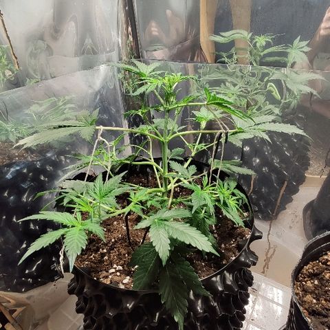 AK growlog timeline photo
