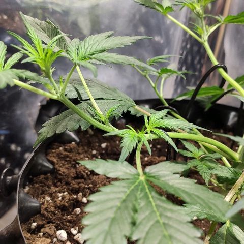 AK growlog timeline photo