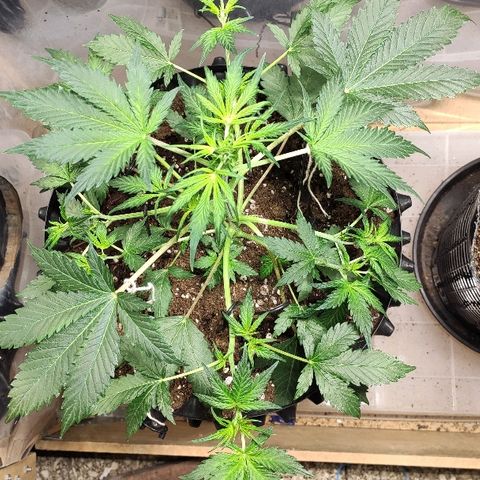 AK growlog timeline photo